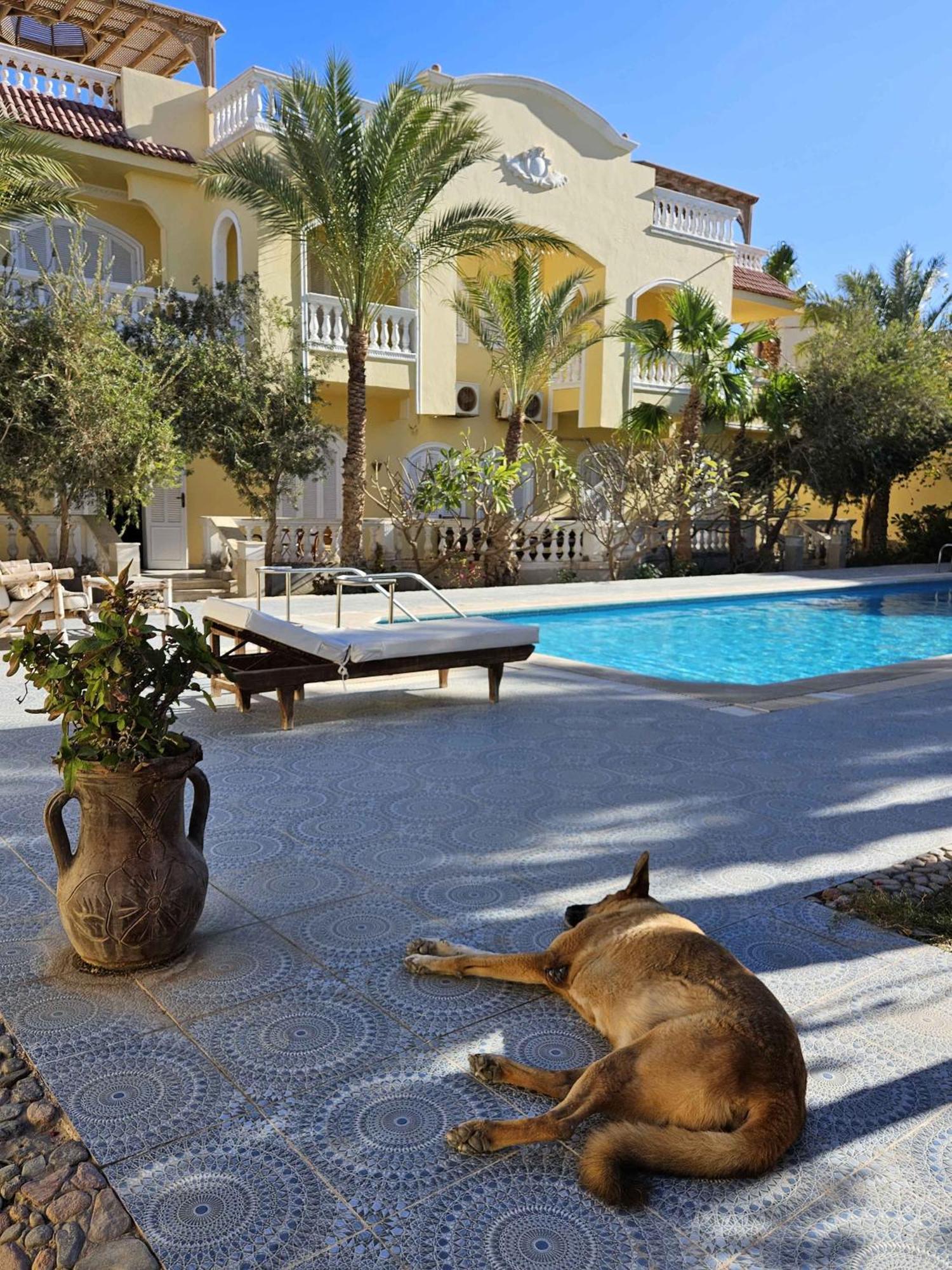 Villa Shahrazad フルガダ エクステリア 写真